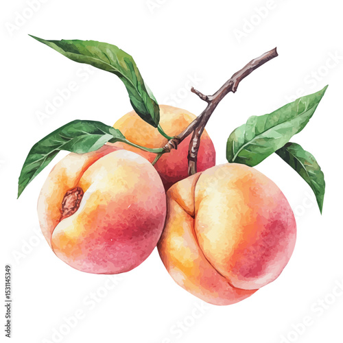 watercolor of Peach Orchard Ripe Peaches, vector, isolated on a white background.