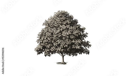Yellow Buckeye Tree Illustrations, vector illustration, botanical art, autumn foliage, tree silhouette, nature sketch, landscape design, seasonal plants, garden tree, floral drawing.