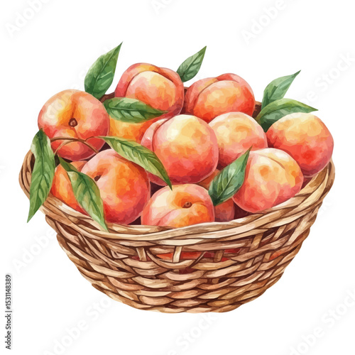 Peach Fruit Basket, watercolor illustration vector, isolated on a white background.