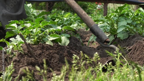 Hilling green potato bushes with a hoe garden tool in the garden beds in the summer as a concept for growing organic vegetables