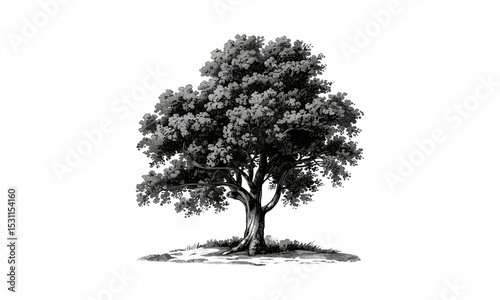 Ash Tree Illustration, nature vector, leaf design, forest, botanical art, tree silhouette, plant vector, eco-friendly graphics, wood, green tree, environment, outdoor vector illustration.