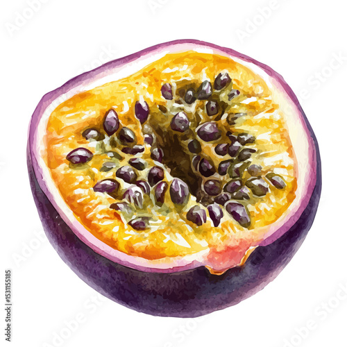 Passion Fruit Slice, watercolor drawing vector, isolated on a white background.
