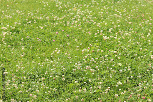 Blooming clover among the grass on the lawn. Small clover flowers close-up. Natural summer background. White and pink clover blooms on the meadow. Flowers with selective focus
