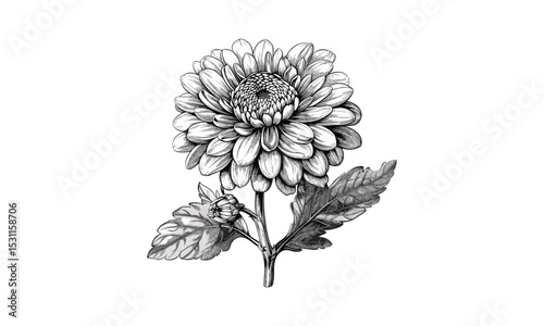 Aster Flower Vintage Engraving, botanical illustration, floral art vector, nature sketch, hand-drawn design, detailed engraving, antique vector, decorative flower art.