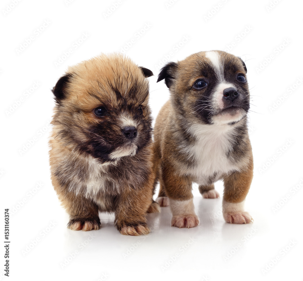 Obraz premium Two little puppies.