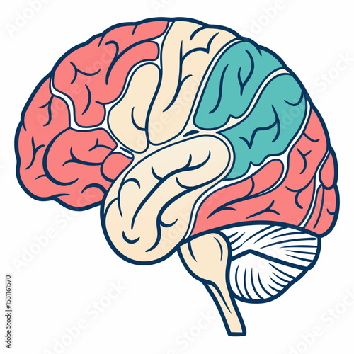 human brain anatomy