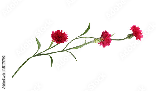 Red knapweed flowers in a f...