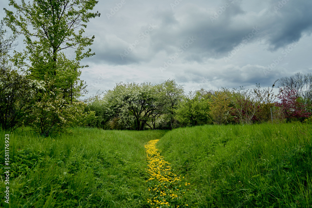 Fototapeta premium A field with a road of yellow flowers Springtime Green grass Blooming trees on the background