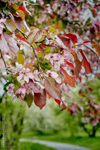 branches of flowering cherry plum Prunus cerasifera Pink flowers Spring time Garden