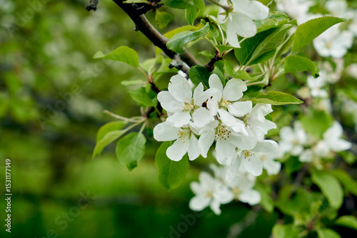 The branches of the fruit tree Cherry blossoms Close-up white flowers