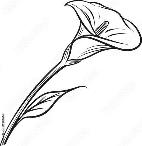 A vector illustration of a vintage feather pen and bird feather designs, perfect for drawing, sketch, or tattoo art with ink and quill elements