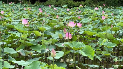 Lotus buds bloom in field for tea production, swaying on wind. Pink blossoms with leaves, traditional harvesting, tea ingredients prepared fresh, agricultural landscape, Asian flower field