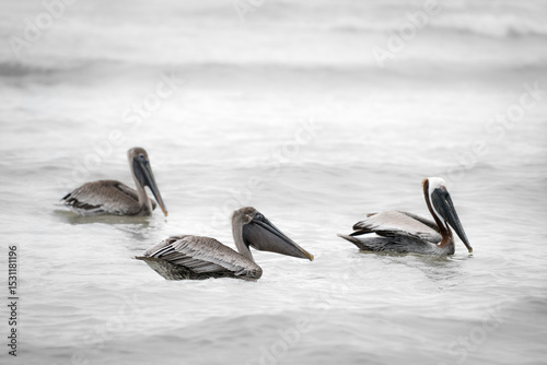 Brown pelican (Pelecanus occidentalis) in the water