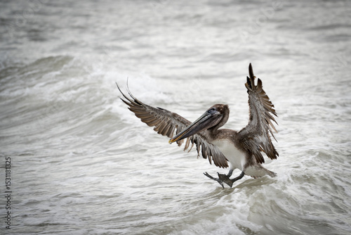 Brown pelican (Pelecanus occidentalis) taking off from the water