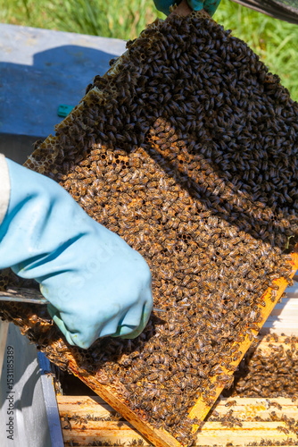 Apiculture - Apiculteur tenant un cadre de cire au dessus d'une ruche, lors d'une visite sanitaire et inspection du rucher