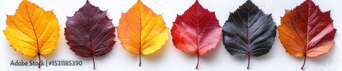 Colorful autumn maple leaves arranged in a row showing seasonal color variation on white background Generative AI