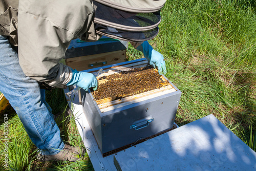 Apiculture - Apiculteur tenant un cadre de cire au dessus d'une ruche, lors d'une visite sanitaire et inspection du rucher