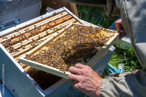Apiculture - Apiculteur tenant un cadre de cire au dessus d'une ruche, lors d'une visite sanitaire et inspection du rucher