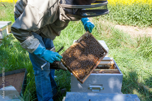 Apiculture - Apiculteur tenant un cadre de cire au dessus d'une ruche, lors d'une visite sanitaire et inspection du rucher