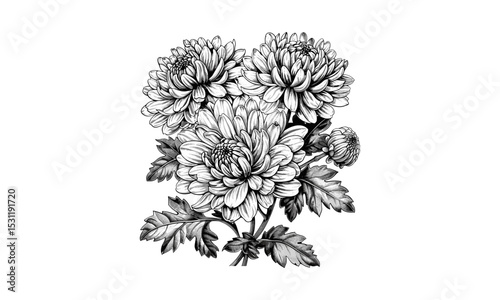 Floral Engraving, Chrysanthemum Flowers, vintage vector art, hand-drawn floral design, botanical illustration, retro artwork, intricate details, flower sketch, nature vector.