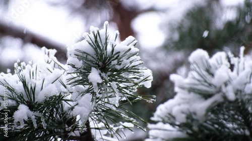 Beautiful winter scenery with snow falling on a  tree branch close-up.