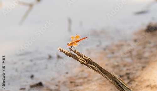 dragonfly is perched on a branch in a field