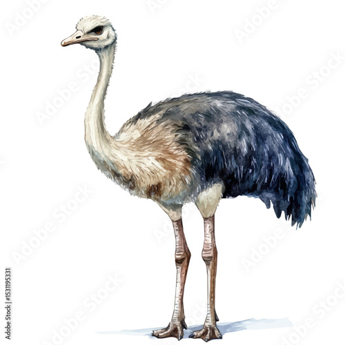 watercolor vector of Ostrich, isolated on a white background.