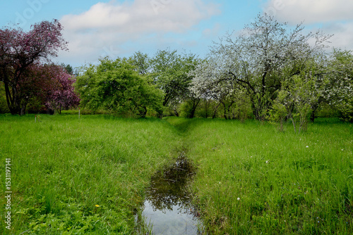 spring landscape with grass and trees Spring time River Blooming garden Blossom time Good weather Background Banner