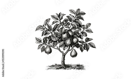 Common Pear Tree Drawing, fruit vector design, garden artwork, tree silhouette, botanical line art, tree branches, pear fruit, organic farming vector.