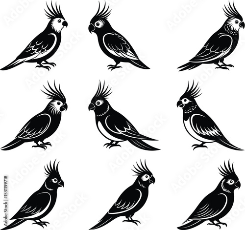 Cockatoo Collection: Nine elegant black and white illustrations of cockatoos in various poses.  A versatile graphic resource for design projects.