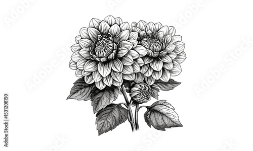 Dahlia Fimbriated Pompon Chrysanthemum Flowers Vintage Vector Illustration, Floral Engraving Art, Botanical Design, Nature Illustration, Wedding Bouquet, Summer Garden, Retro Style.