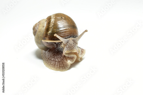 Grape snail, close-up on a white background.