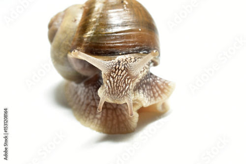 Grape snail, close-up on a white background.