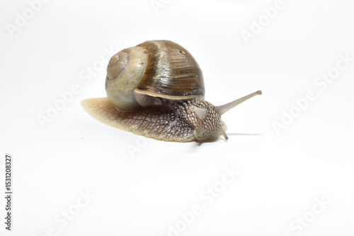 Grape snail, close-up on a white background.