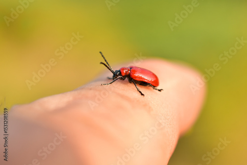 The lily beetle, an insect from the leaf beetle family, sits on a person's finger