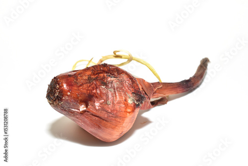A rotten onion head lies on a white background.