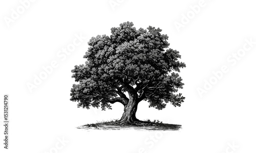 Elm Tree Illustration, vector art, nature scene, foliage design, forest artwork, summer tree, fall foliage, garden tree drawing, tree clipart, landscape vector, eco-friendly art.