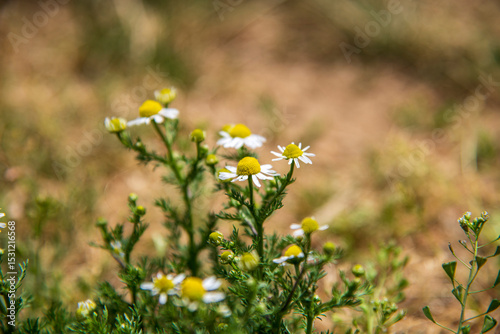 Close up of chamomile flower with blurred background...