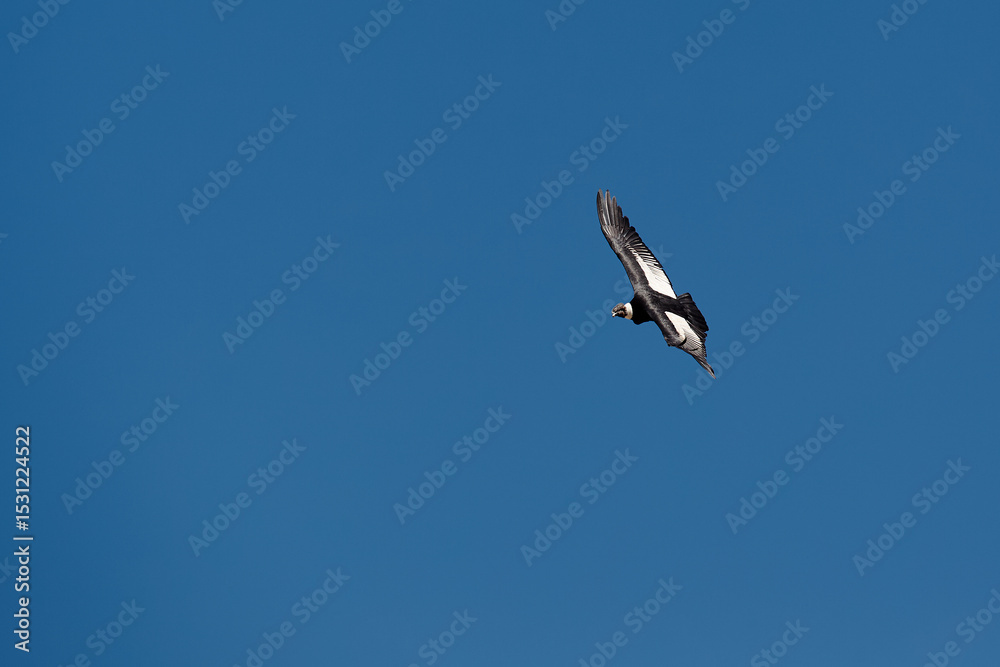 Obraz premium majestic Andean condor rides the thermals with ancient grace. A symbol of freedom and power, this sacred bird watches over one of the world’s deepest canyons,a true icon of Colca Peru.