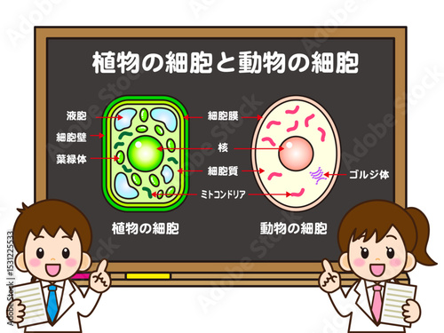 植物細胞と動物細胞の説明をする小学生のイラスト素材