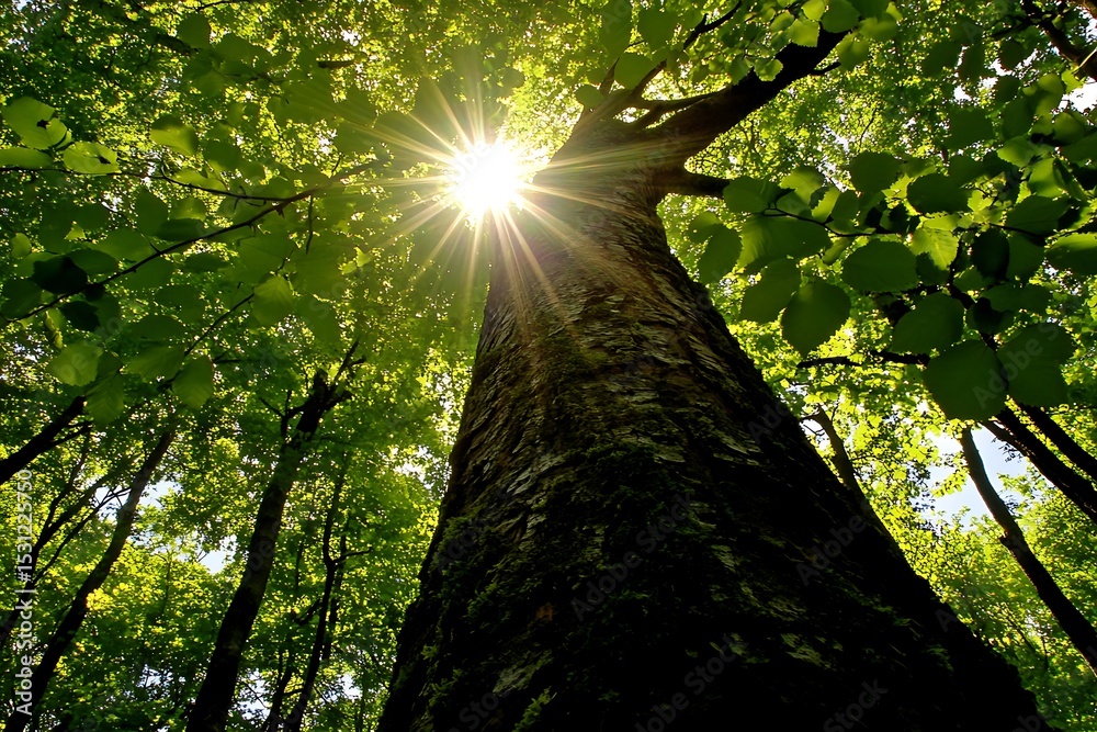 Obraz premium Sunlight piercing through forest canopy creating radiant light beams