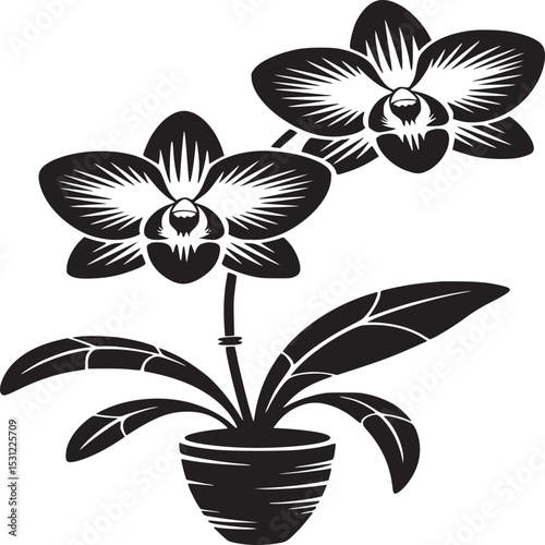 Black and white vector illustration of an orchid plant in a pot with two fully bloomed flowers
