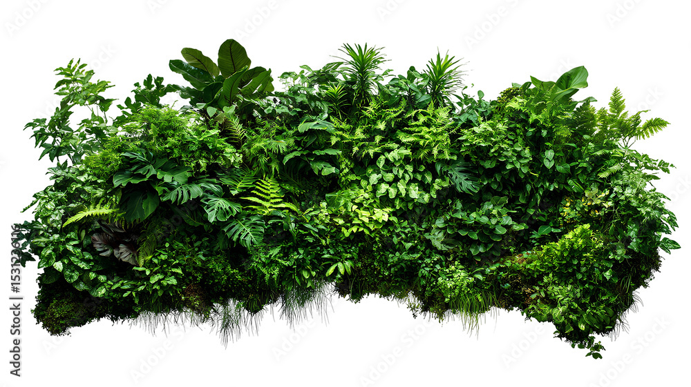 Obraz premium green growth decoration on transparent background