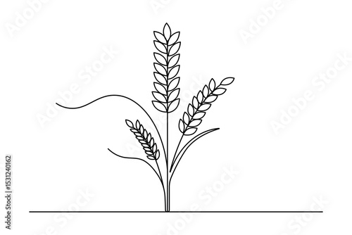 Barley single line sketch  outline isolated vector design
