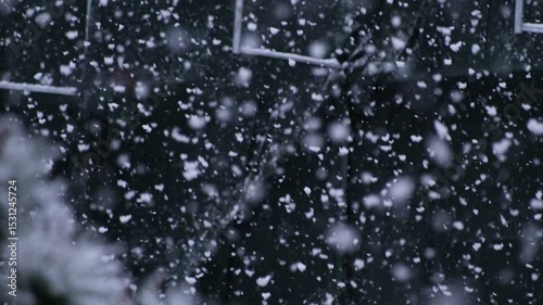 Beautiful winter scenery with snow falling on a  tree branch close-up.