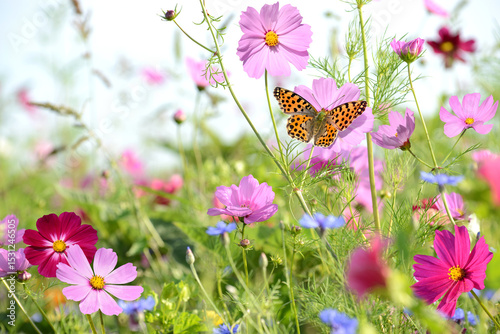 Schmetterling 1284