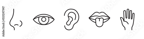 Sensory organs linear icon set. Nose, eyes, ears, tongue, skin sign. Smell, vision, hearing, taste, touch symbol. Editable stroke. Vector illustration. Flat design.