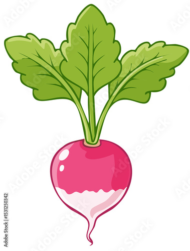 Vibrant Radish Graphic