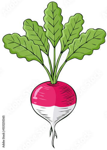 Cartoon Radish with Leaves