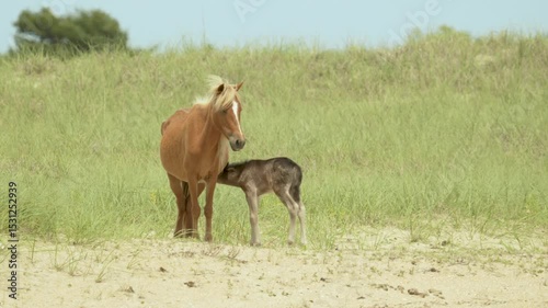 Mare and foal at Cape Lookout, NC